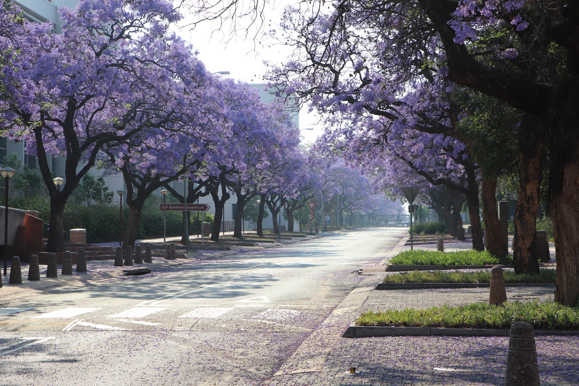 A street in Pretoria with the Jacarandas blooming to represent local SEO.